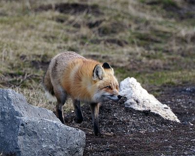 Fox by a Rock.jpg