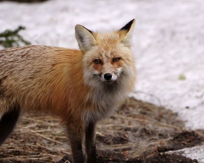 Fox Closeup.jpg