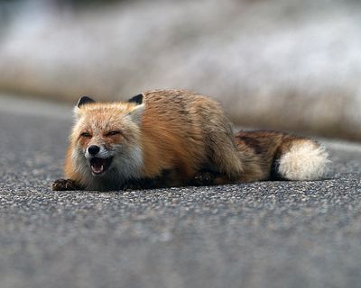 Fox Eating in the Road.jpg