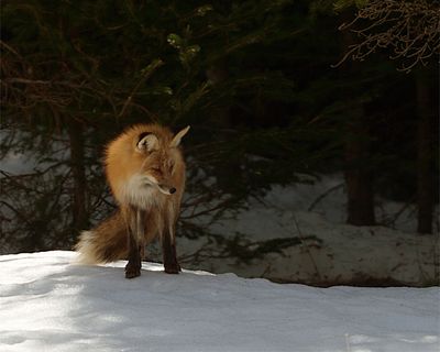 Fox on a Snowy Hill.jpg