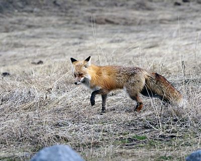 Fox on the Hunt.jpg