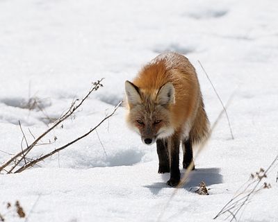 Fox on the Prowl.jpg