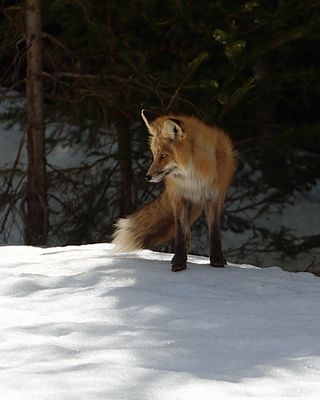 Fox on the Snow.jpg