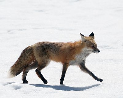 Fox Walk.jpg