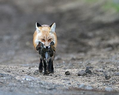Fox with a Mouthful of Ground Squirrels.jpg