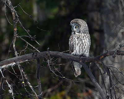 Great Grey Owl on a Branch.jpg