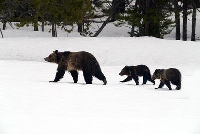 Grizzly 864 with Cubs on the Snow.jpg