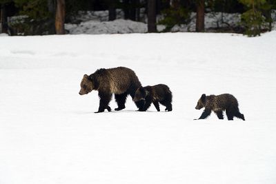 Grizzly and Cubs on the Snow.jpg