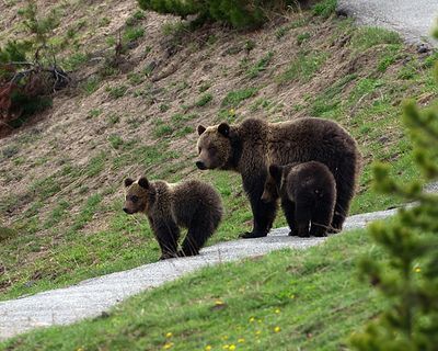 Grizzly Family at Mud Volcano.jpg