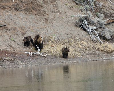 Grizzly Family by the River.jpg