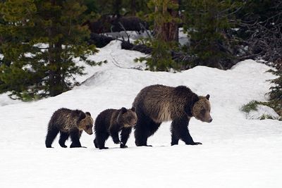 Grizzly Sow and Cubs.jpg