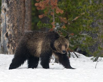 Grizzly Sow in the Snow.jpg