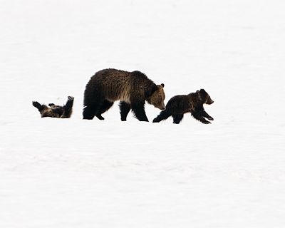Grizzly Sow with Playing Cubs.jpg