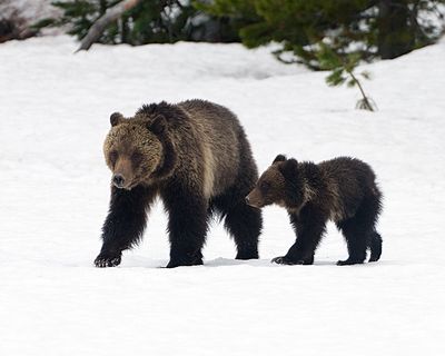 Grizzly with Cub.jpg