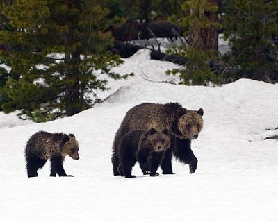 Grizzly with Cubs.jpg