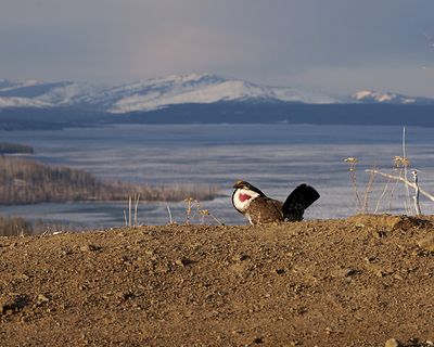 Grouse at Lake Butte.jpg