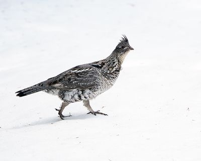 Grouse.jpg