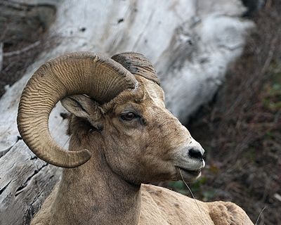 Hayseed Ram.jpg