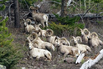 Herd of Rams.jpg