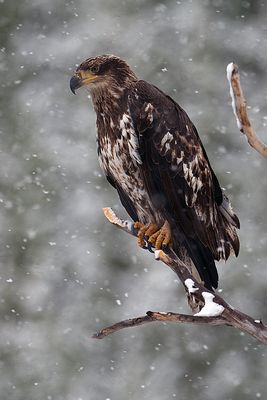 Juvenile Bald Eagle.jpg