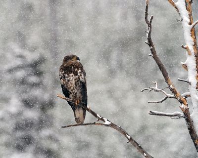 Juvenile Bald in the Snow.jpg