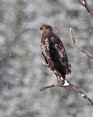 Juvenile Bald in the Snowstorm.jpg