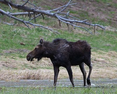 Moose at Rainy Lake.jpg