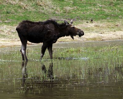Moose feeding.jpg