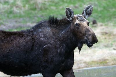 Moose Near Tower.jpg