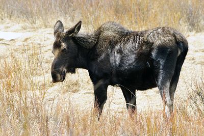 Moose.jpg
