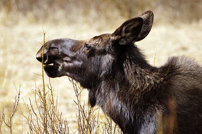 Munching Moose.jpg