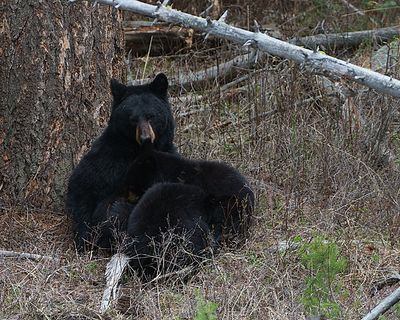 Nursing Bear Cubs.jpg