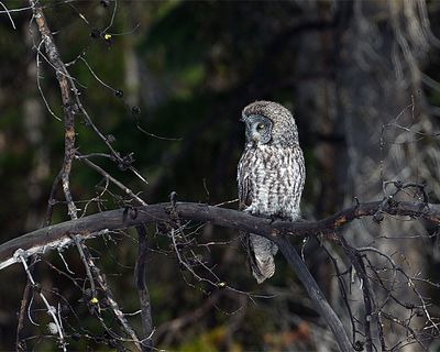 Owl on a Branch.jpg