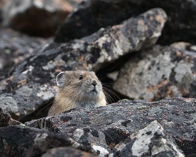 Pika on the Rocks.jpg