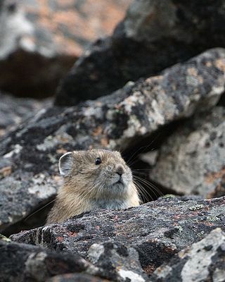 Pika.jpg