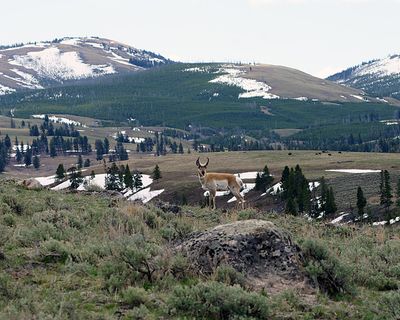 Pronghorn against the mountains.jpg