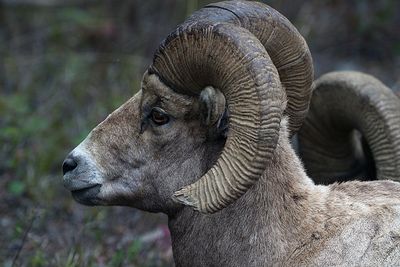 Ram Profile.jpg