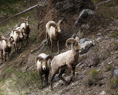 Rams on the Hill.jpg