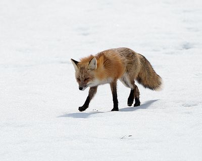Red Fox on White Snow.jpg