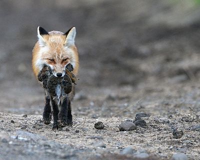 Red Fox with a Mouthful of Ground Squirrels.jpg