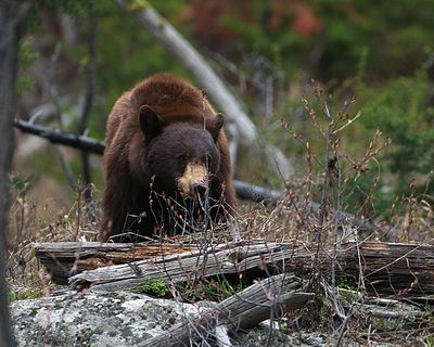 Slough Creek Cinnamon.jpg