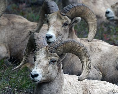 Two Rams for the Price of One.jpg