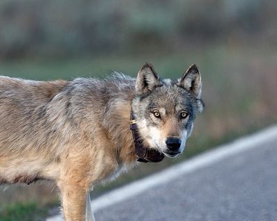 Wolf in the Road.jpg