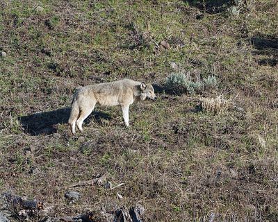 Wolf Staring off the Hill.jpg