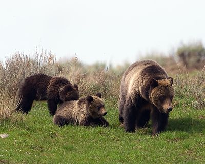Grizzly Family.jpg