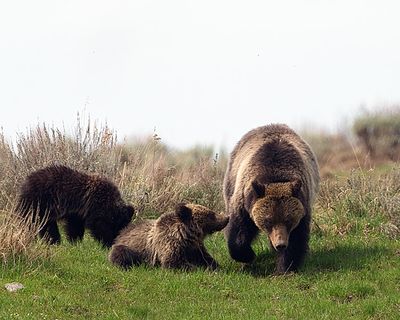 Three Bears.jpg