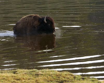 Bison Reflection.jpg