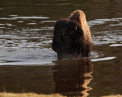 Bison in the River.jpg