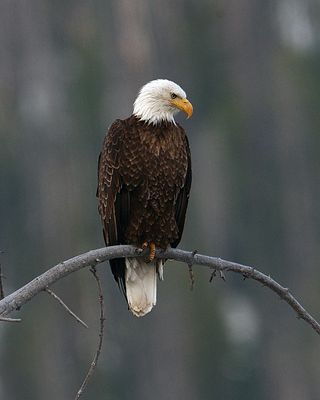 Bald Eagle (2).jpg