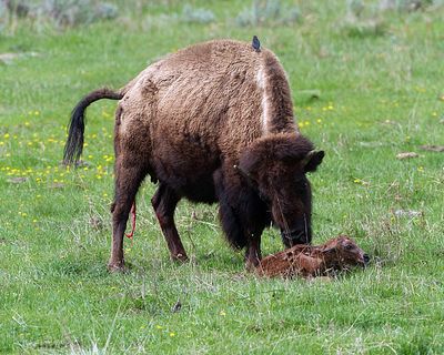 Newborn Bison.jpg